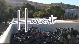 Harvest - Fall Wine Grape Harvest in Ramona California