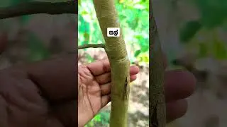 හරිම සල් #garden #සල් #viral #plants #shorts