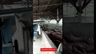 Pig farm feeder/feeding automatic feeding equipment,Pig feeding wagon
