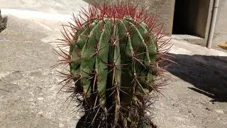 Ferocactus Stainesii