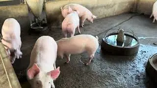 Pig Farm: Feeding Activity Pigs #pig #pigfood #piggyroblox #piggy #farmanimalct #farming #animals 