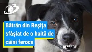 Bătrân sfâşiat de o haită de câini feroce