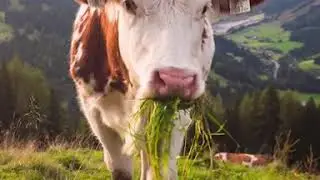 What do Farmed Animals Deserve? A better life to live.