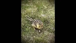 Thirteen lined ground squirrel.  Aka striped gopher, leopard ground squirrel, or squinny