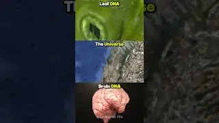 Zoom IN/OUT Comparison Leaf DNA VS Universe VS Brain DNA #space #ytshorts #viralshort