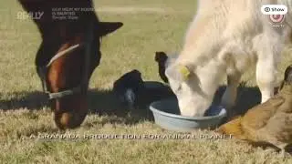 Animal Cops Houston Ending Credits 14x14