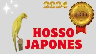 CRIA DE HOSSO JAPONES
