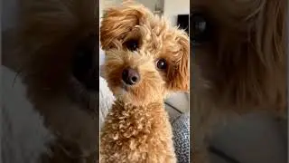 POV: your toy poodle looks at you like this #toypoodle #cutedog #dogshorts