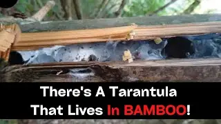 There's A Tarantula That Lives In BAMBOO!
