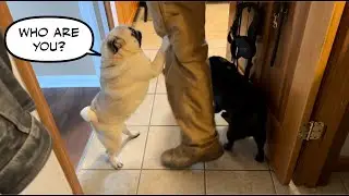Stranger - Danger - Pugs