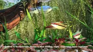 Roseline Shark / Denison Barb Species Showcase