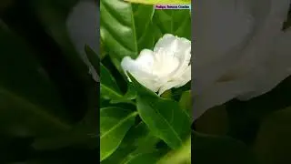 White double-petal Tagar phool | Chandni #flowers #plants #ytshorts  #nature #yt