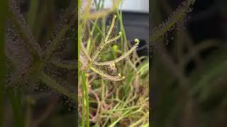 Diamond studded Drosera Binata! #shorts