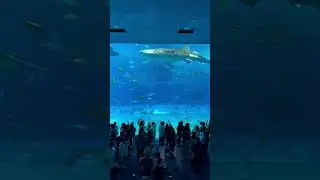 Have you ever seen #aquarium like this? #shark #whale #whaleshark #okinawa #japan #churaumiaquarium