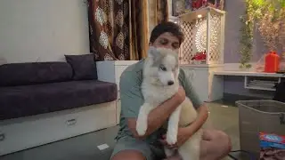 Dog Accessories and Pet Food #royalcanin #drools #dog #pets #petfood #husky #love #vlog #ahilyanagar