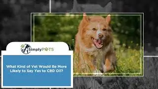 Is CBD Oil Approved By Vets - Simply Pets