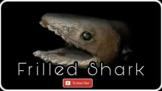 #seacreatures #underthesea FRILLED SHARK 2021