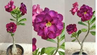 purple adenium flowers &hearts;️💜&hearts;️💜&hearts;️
