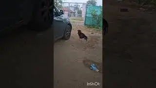 seval moment🐓 with reaction#ytshort#short