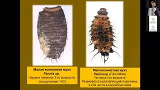 Д. Власов: Энтомофауна средневекового Троице-Сергиева монастыря по данным археологических раскопок