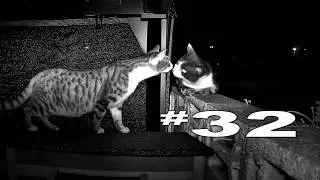 The Cats of Mad Katterville #32