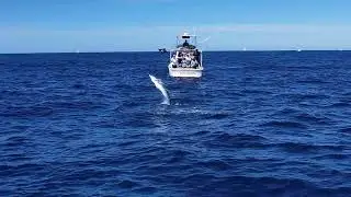 Pisces Sportfishing - 31ft 