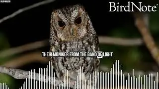Quirky Words for Patterned Birds