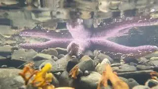 Pisaster Ochraceus or Purple Sea Stars