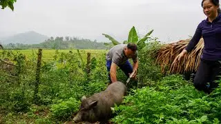 How I Inseminated My Pig? Pigs Not Eating for Days Worry Me, Building a Life - Ly Tieu Tuyet