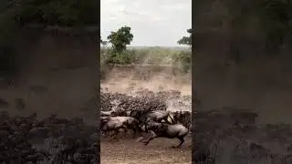Wildebeest Migration