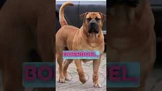 Boerboel x Neapolitan mastiff #boerboel