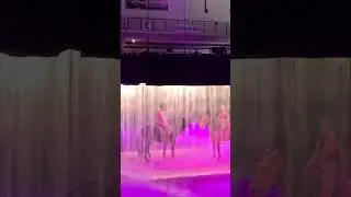 Passion for Horses