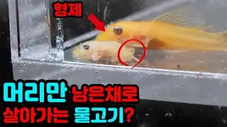 머리만 남았는데 잘사는 돌연변이가 태어났어요!어떻게 건강한거죠??(4K)