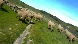 1fortordsheepclean&radic;