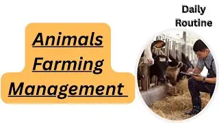 Dairy Farm Management Channel | How To Take Care of a cow | Feeding Strategies in Animals | Vlog 