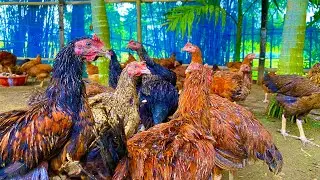 ₹1000 ki Investment Se Lakhpati Bano! 🐔💰 Tiger Murgi Palan Ka Safal Business Idea!