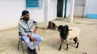 زانزانة 🏆 جبل جلود ترحب بكم 🇹🇳