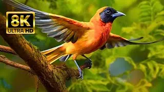 The Most Colorful Birds 8K HDR - Soft, Relaxing Nature Music - Vivid Pictures FULL 8K