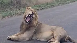 Male Lion roaring and grooming - Nwanedzi, Kruger Park