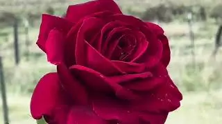 Song: Sage War Paradox &middot; 10-289