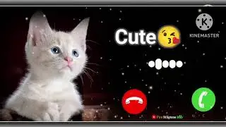 Cute Cat Baby message || ringtone SMS tune notification tone new 2024