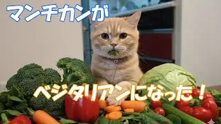 生後4か月マンチカンこうめが野菜を食べました