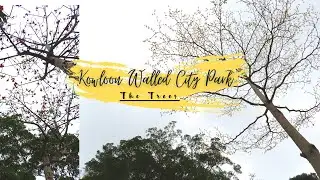 Kowloon Walled City Park | Part 1 / The Trees | HongKong | the kunyang mal-ay