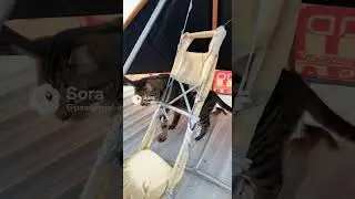 Ziggy and possum fly high. #cat #possum #funny #cuteanimals