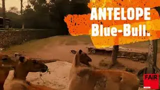 Blue Bull (Neelgai), Spotted Deer, Barking Deer, Four Horned Deer  #chausingha in INDIA.