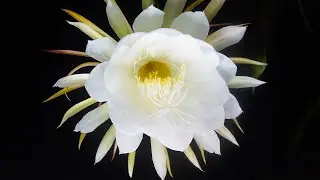 The Queen of the Night ~ Kadupul Flower Blossom (Epiphyllum oxypetalum)