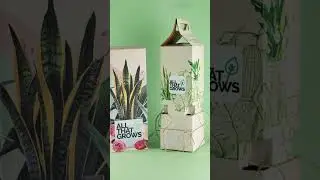 Green Gifting with AllThatGrows #plantssparkjoy #plants #indoorplants #greengifts #allthatgrows