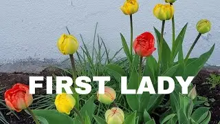 First Lady April 27, 2022 Full Episode 51  TEASER