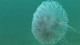 Life at Gray's Reef