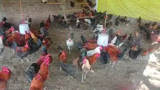 RK Desi Poultry Rewa MP